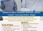 Kesempatan Kerja Tanpa Pengalaman! Lowongan Cabut Bulu Walet di Gunung Sindur, Ada Mess & Bonus